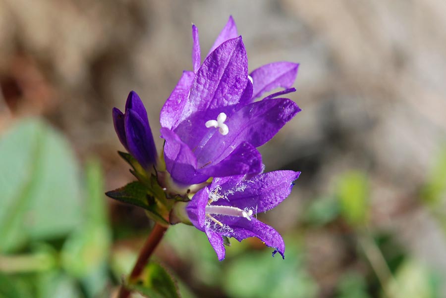 Campanula glomerata / Campanula agglomerata